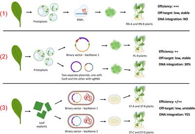 A comparison of three different delivery methods for achieving CRISPR/Cas9 mediated genome editing in Cichorium intybus L.
